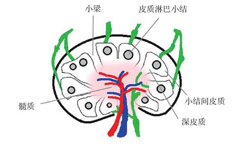 腋下流血|腋下淋巴结有血流信号怎么回事